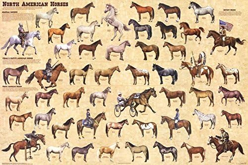 Caii nord -americani laminat referință educațională de referință equină poster tipărit 24x36